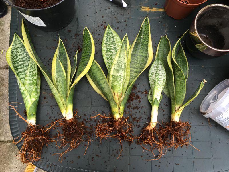 What do the leaves and roots tell you?