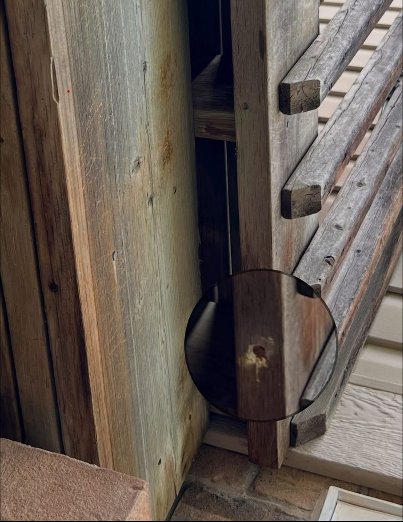 Look for Tunnels Before You Treat the Porch