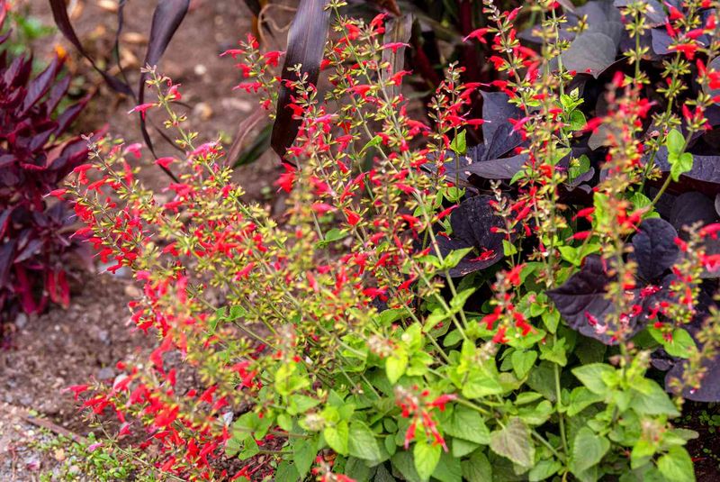 Pineapple sage is the fall herb hiding in plain sight