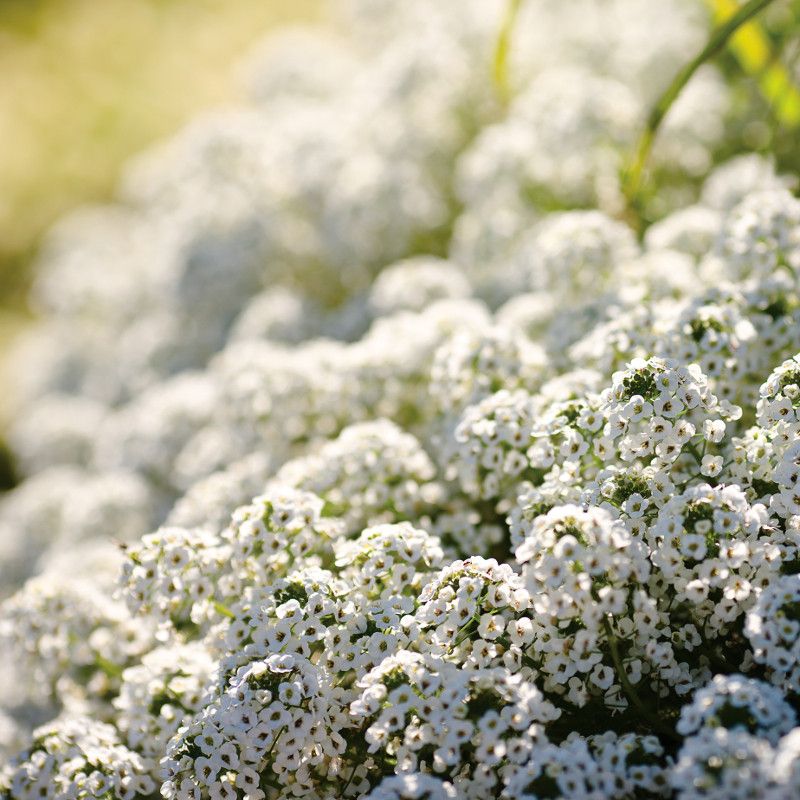 Sweet Alyssum