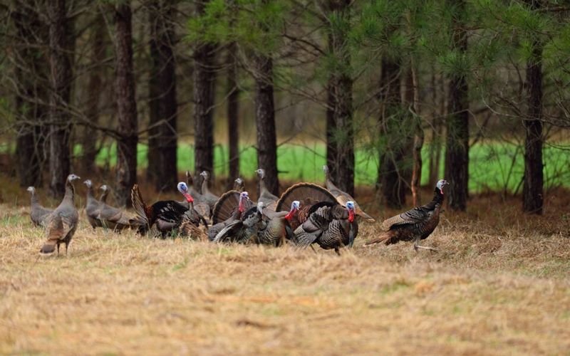 Read the sighting as an invitation to observe, not a diagnosis