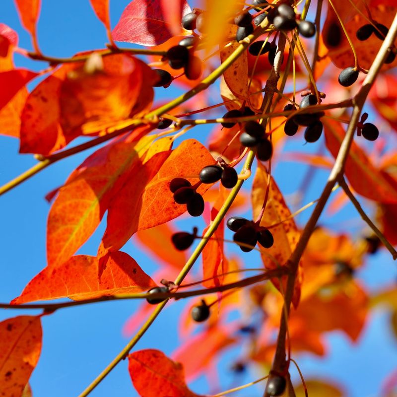 Black Gum (Nyssa sylvatica)