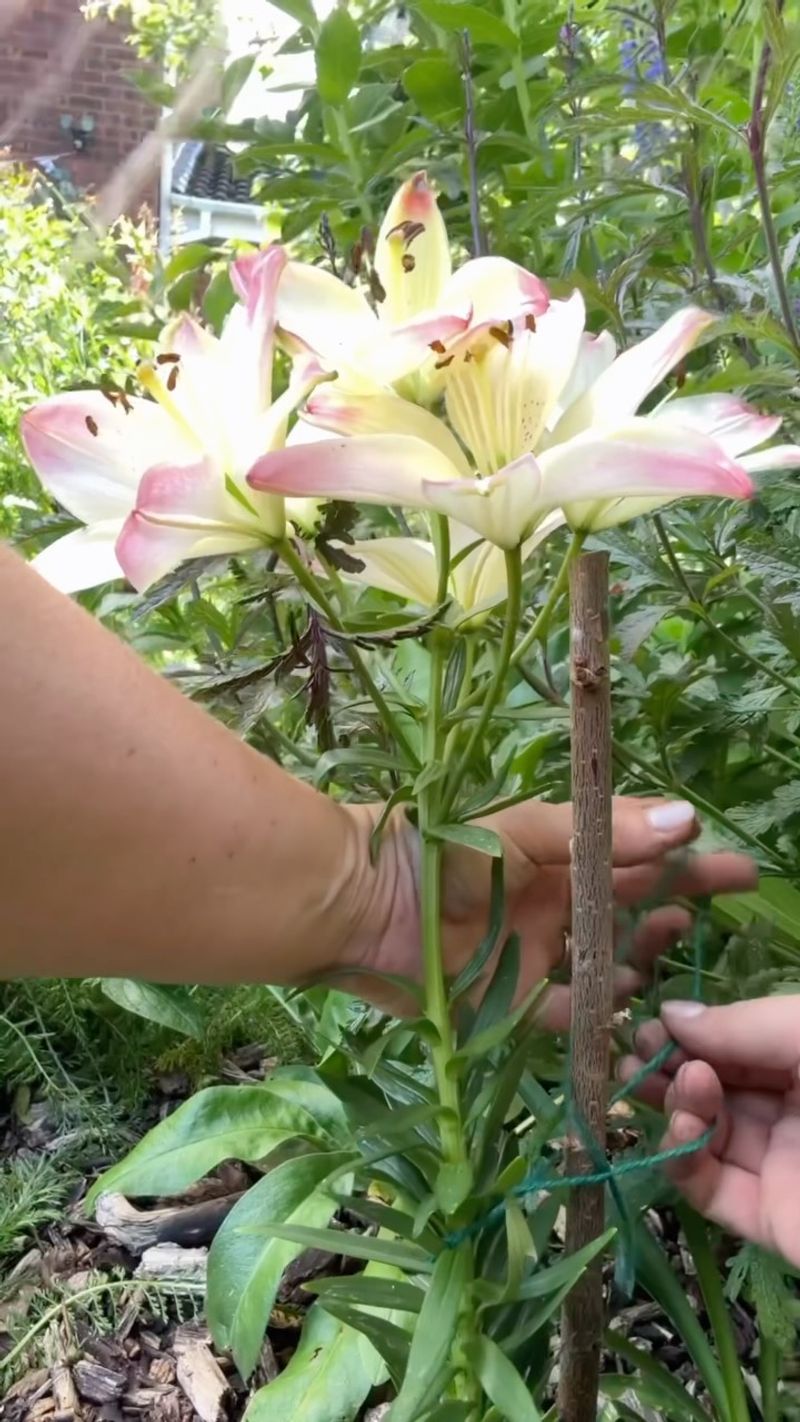 Stake exposed flower spikes when conditions demand it