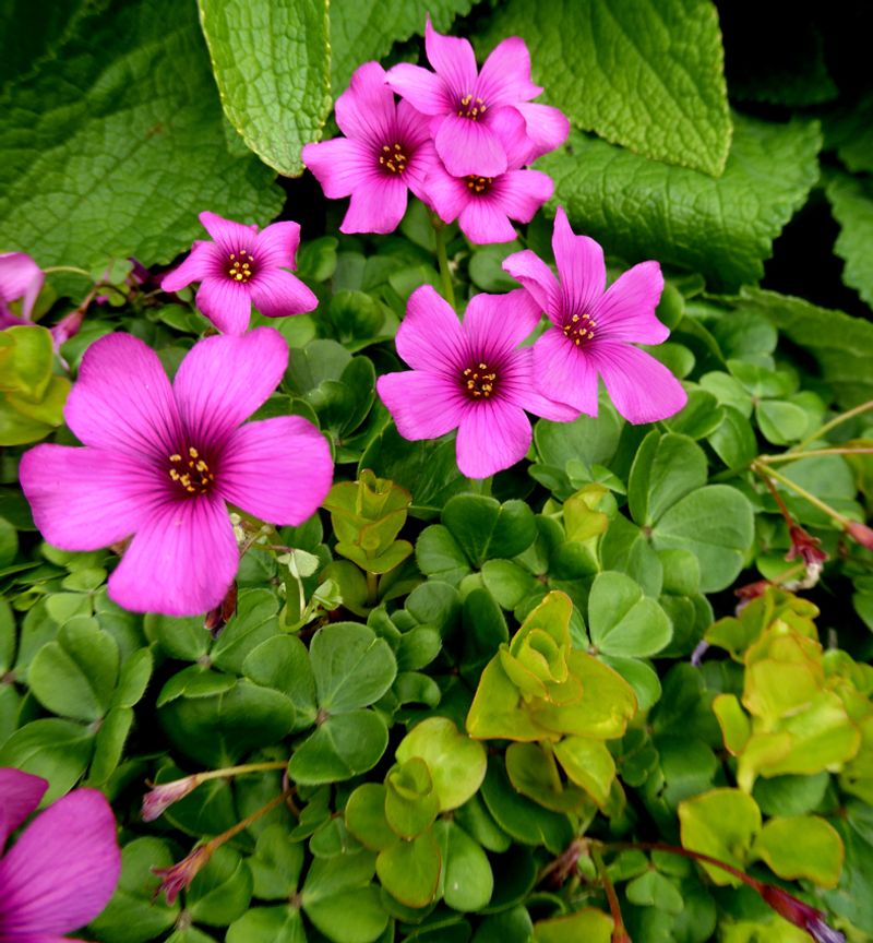 Oxalis brasiliensis (Brazilian Woodsorrel)