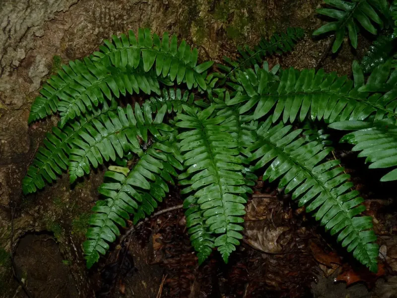 Christmas Fern