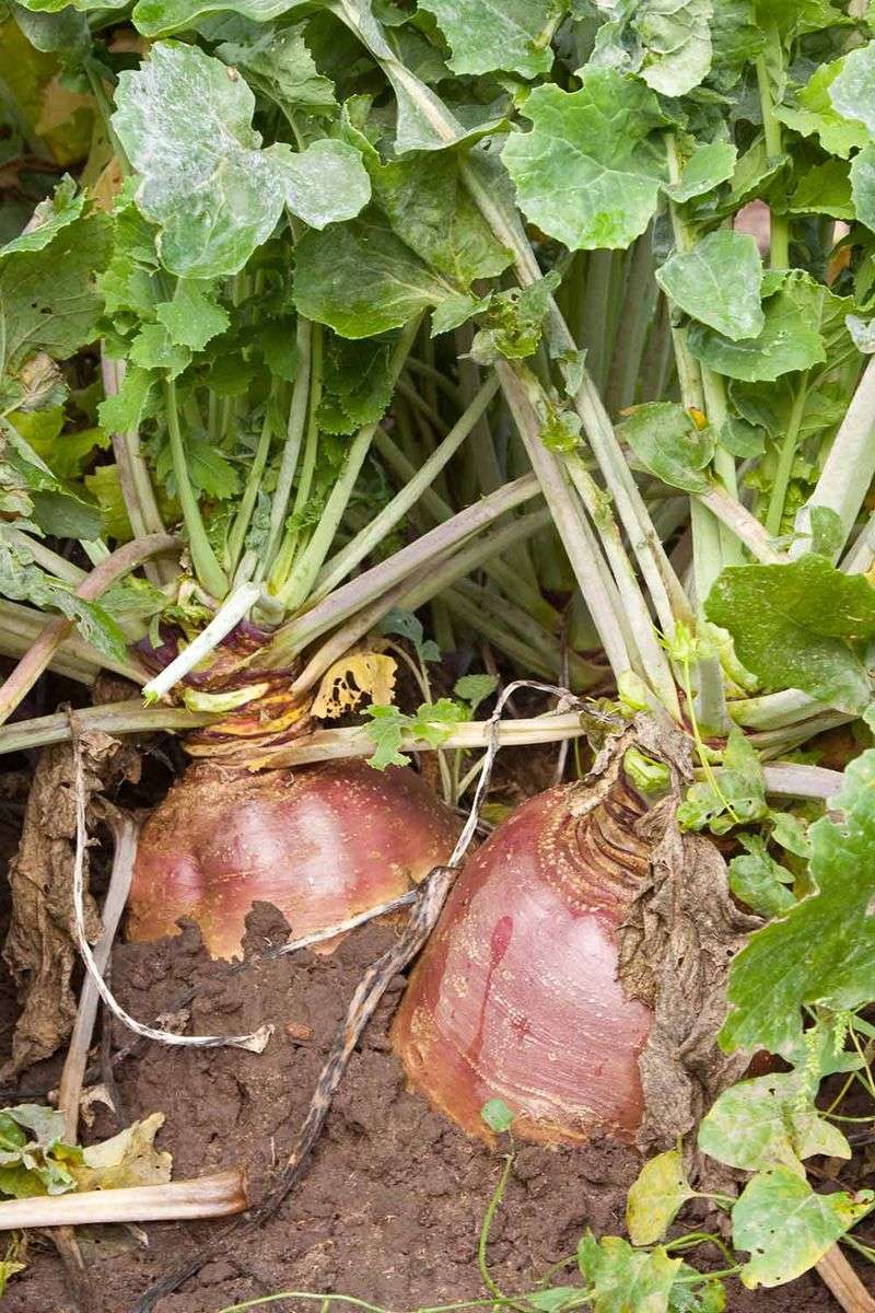 Rutabagas