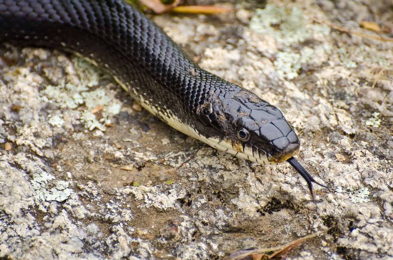 Do Rat Snakes Keep Copperheads Away?