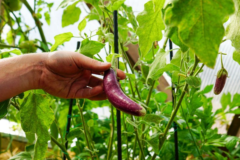 Eggplant