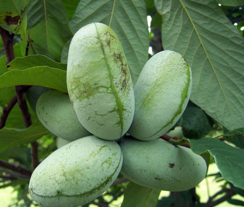 The Pawpaw, North Carolina's Tropical-Tasting Native