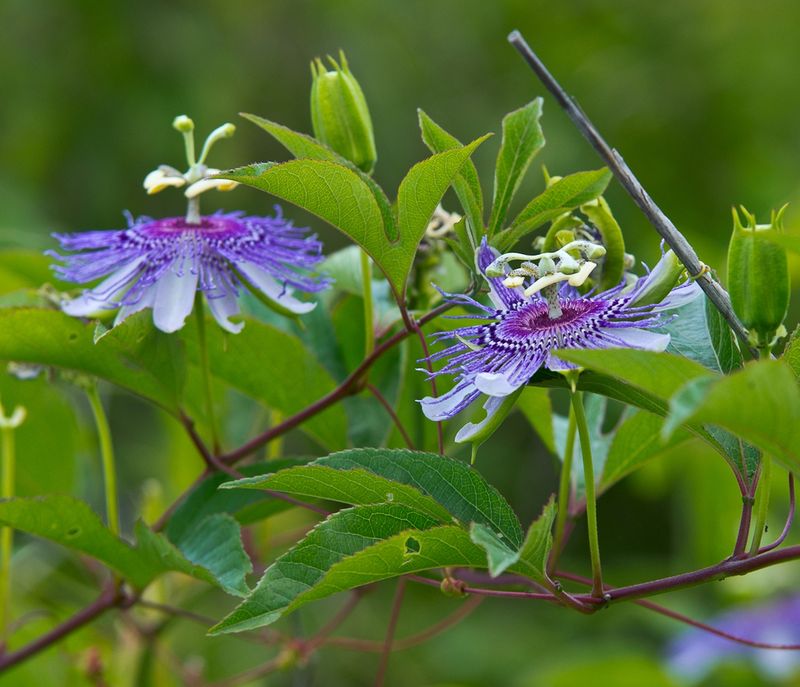 Passionflower (Passiflora incarnata)