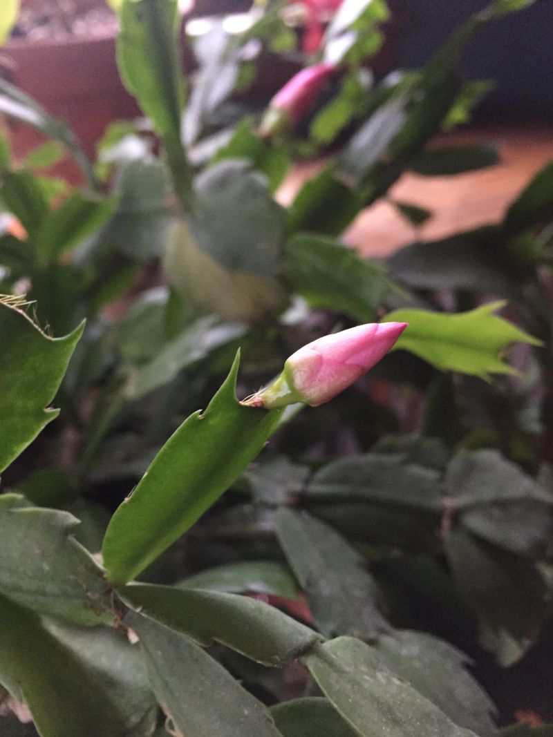 Let shorter days and cool nights support bud initiation