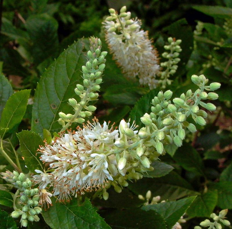 Summersweet (Clethra alnifolia)