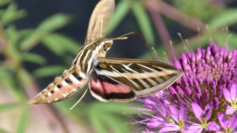 Protect the dusk visitors already in your yard