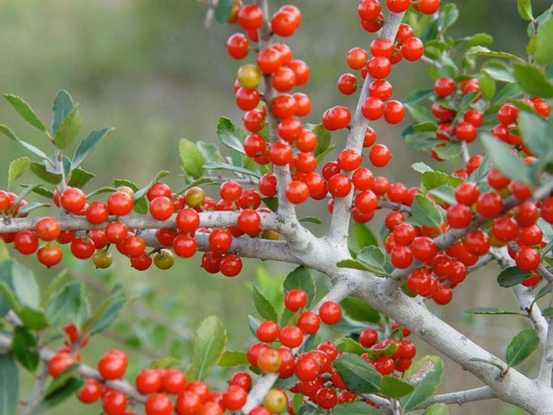 Possumhaw