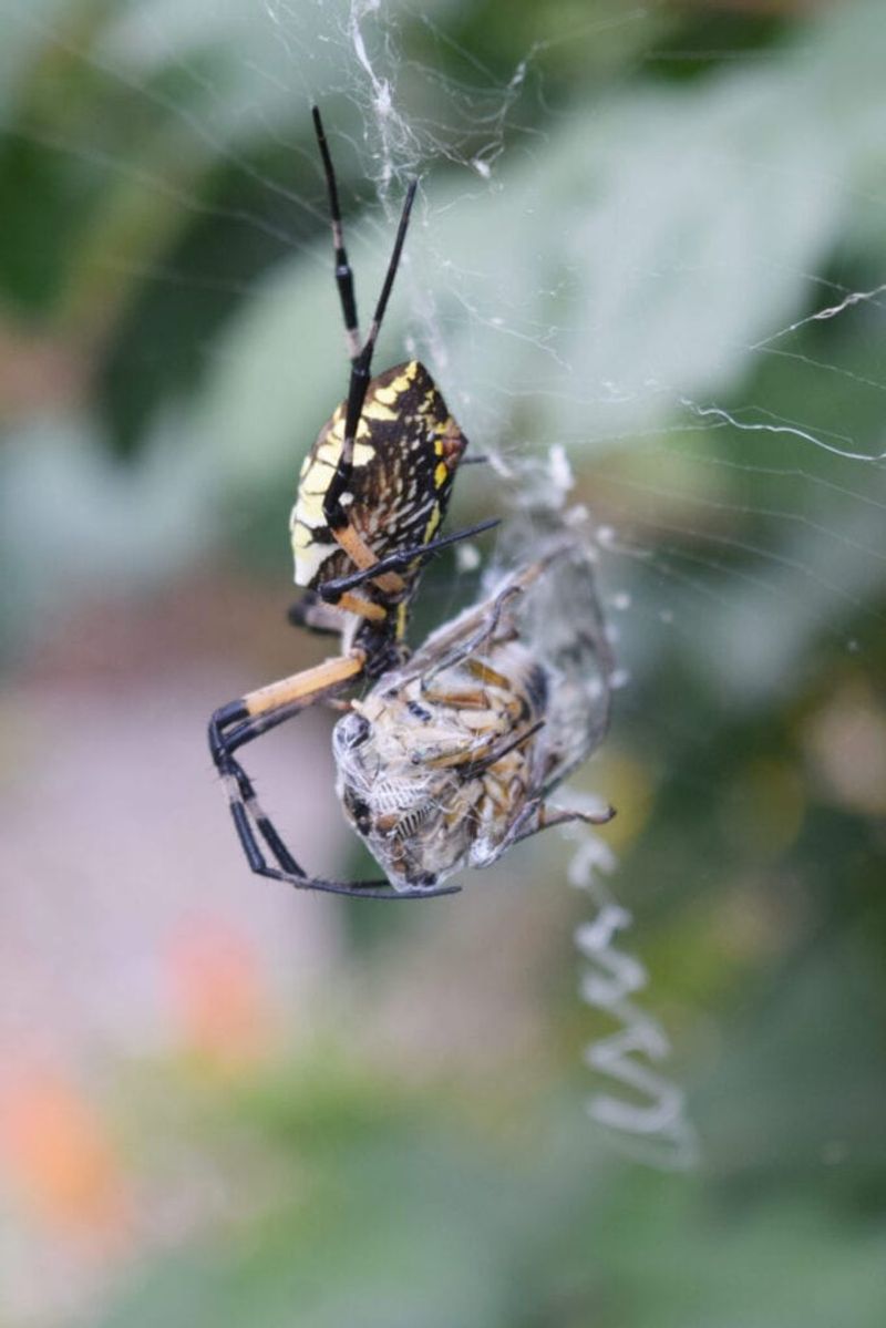The web catches more than pests