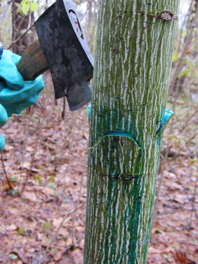 Manage Tree-of-Heaven With a Site-Specific Plan