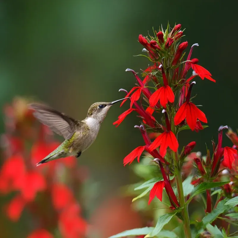 Cardinal Flower (Lobelia cardinalis)