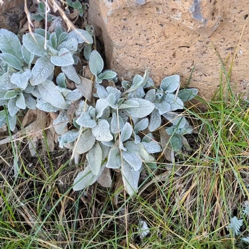 Laboratory Extracts Show Activity, Not Proven Garden Medicine