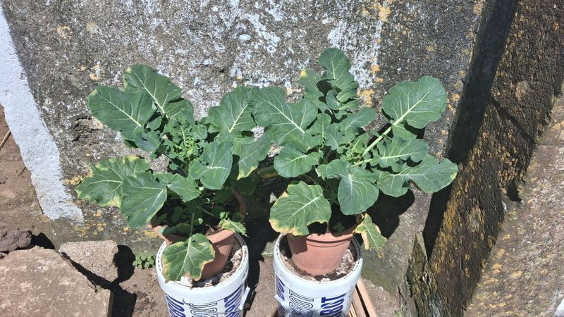 Choose transplants that can develop normally