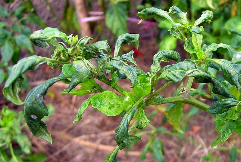 Broad Mite Damage