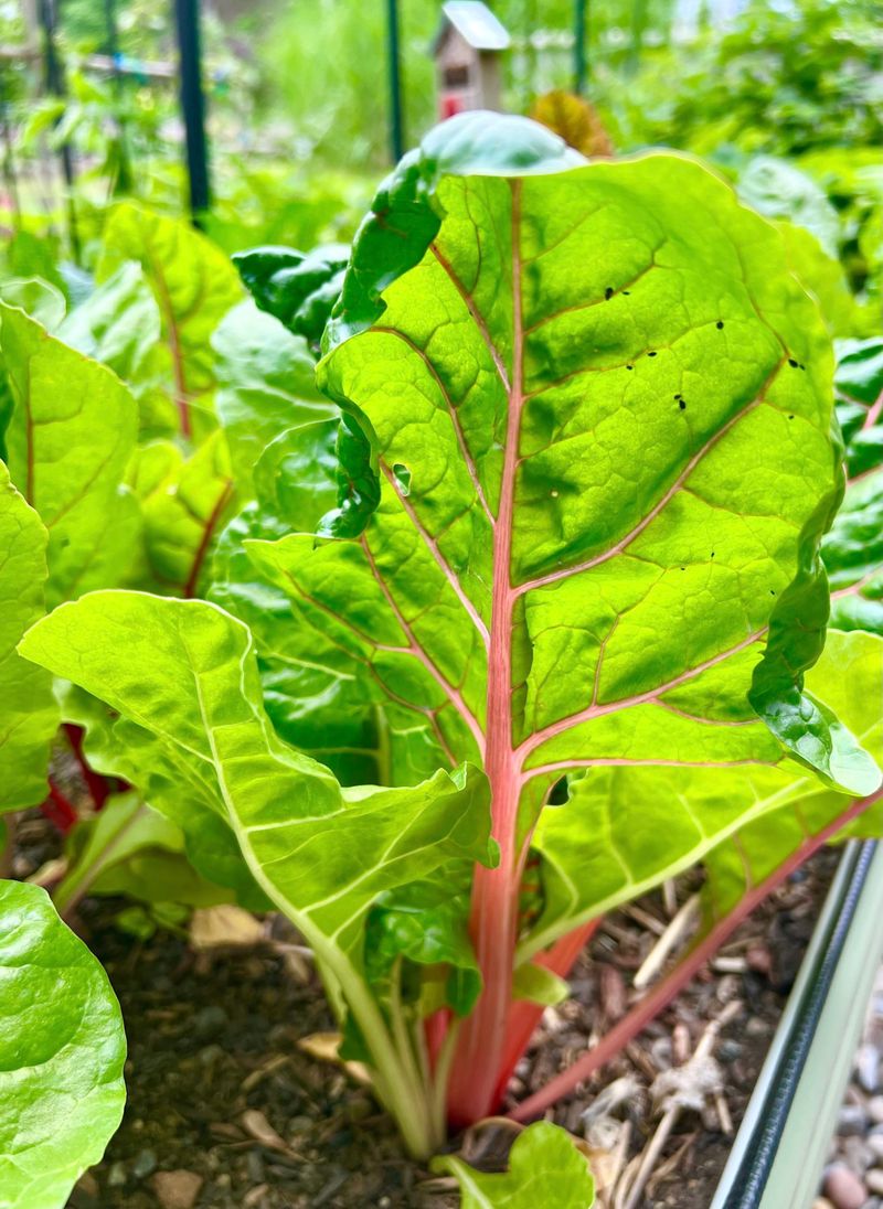 Spinach and Swiss Chard