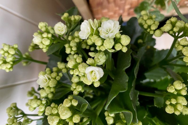 Kalanchoe responds to long, uninterrupted nights