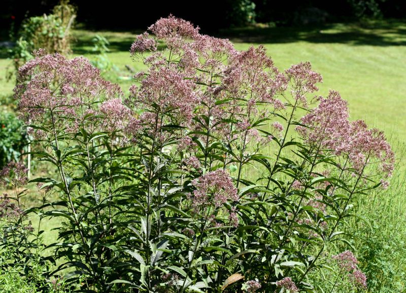 Joe Pye Weed (Eutrochium spp.)