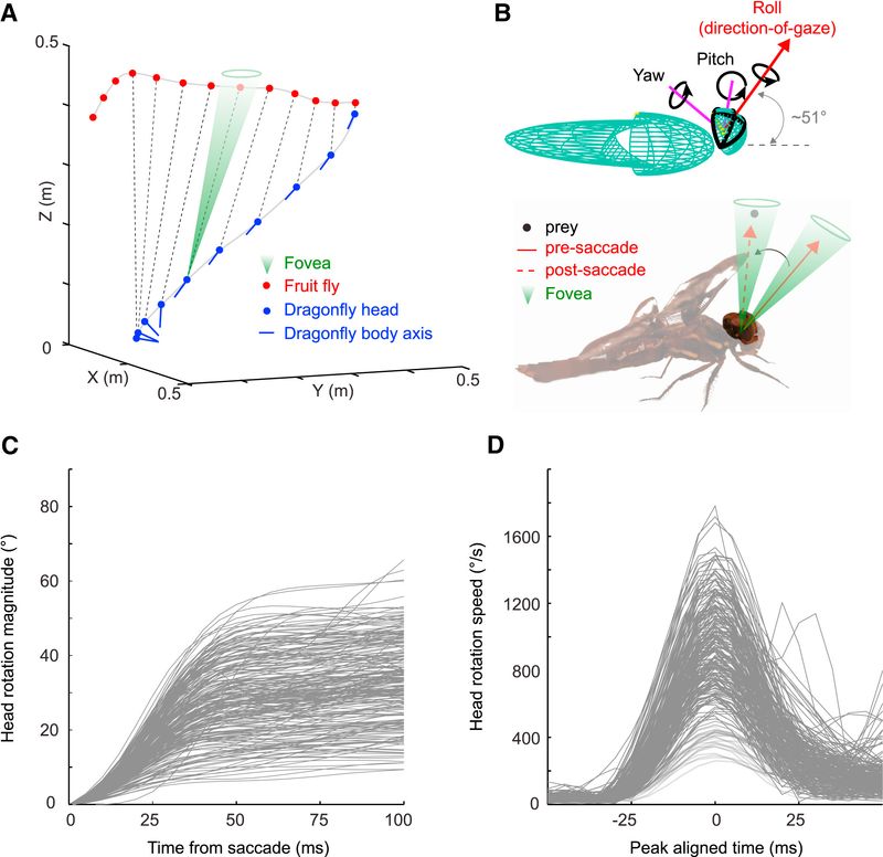 How a dragonfly aims for where its prey will be