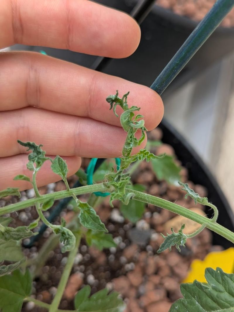 Transplant Shock