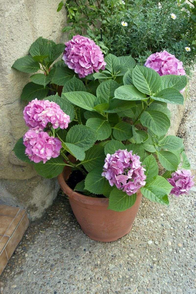 Move Container Hydrangeas Into Afternoon Shade