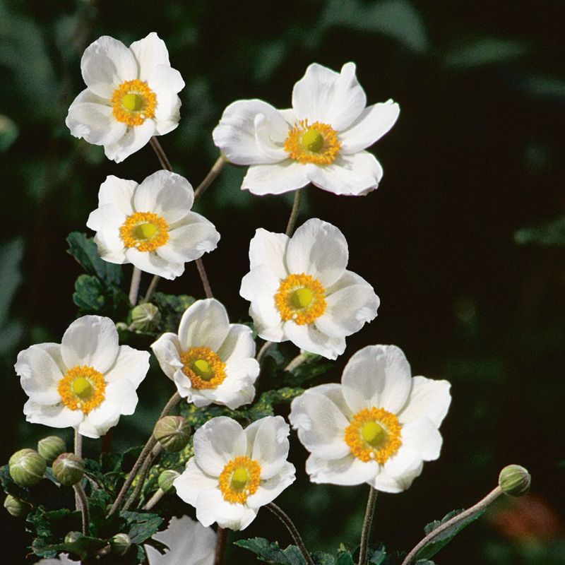 Japanese Anemone