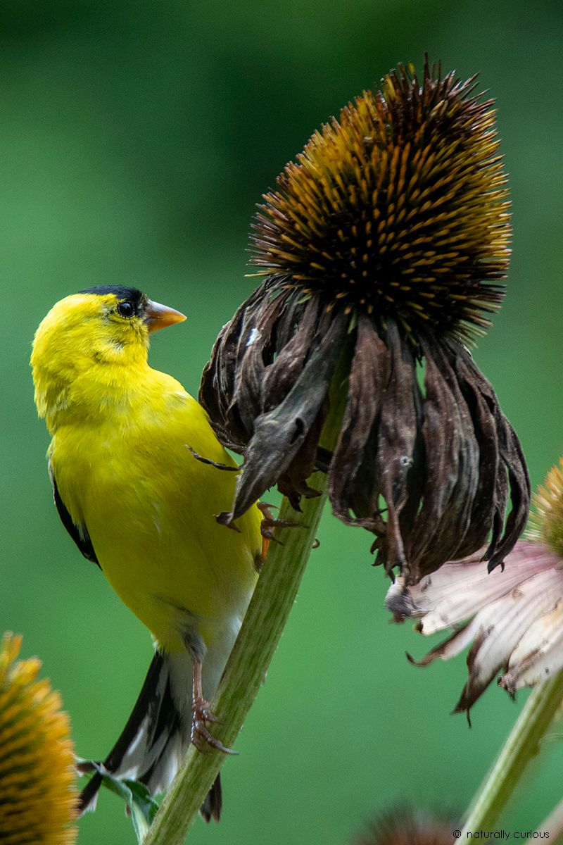 Allow Some Seed Heads for Wildlife