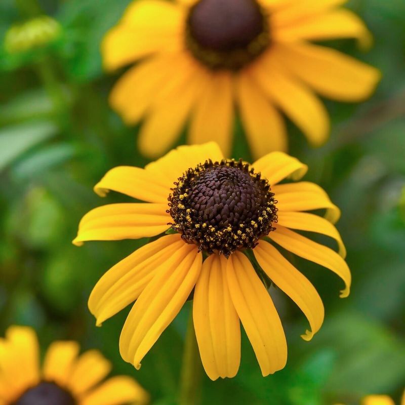 Black-Eyed Susans (Space Waster)