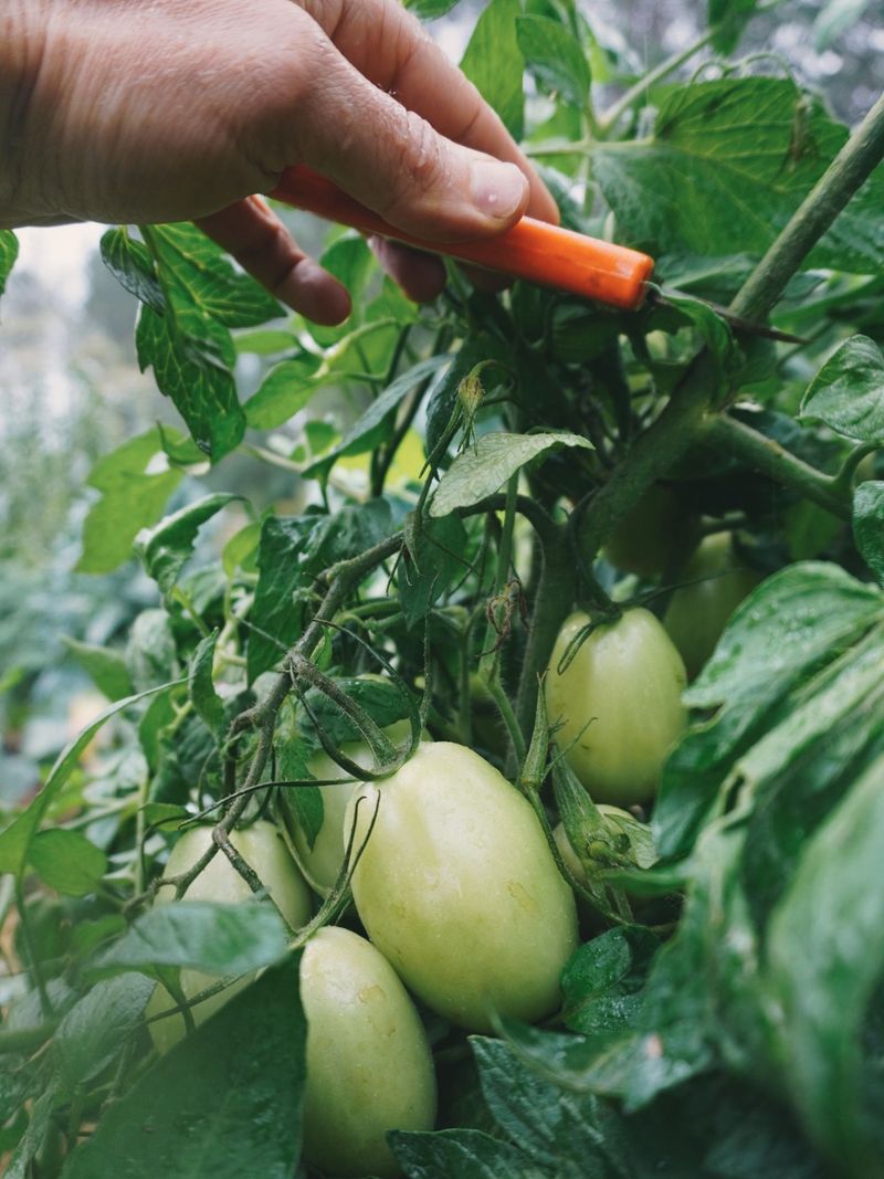 Topping Tomato Plants Late in the Season