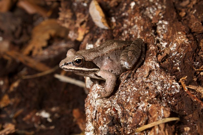Nearby habitat matters even without a permanent pond