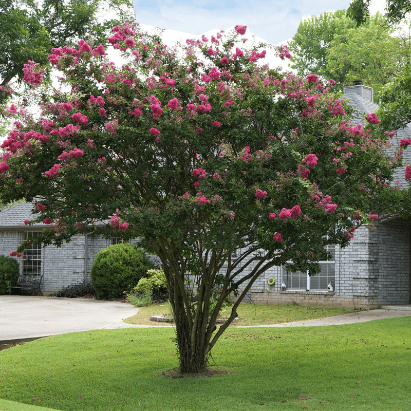 Size, cultivar, and site conditions determine the real risk