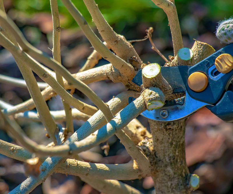 Plan for pruning, reseeding, and an uncertain lifespan