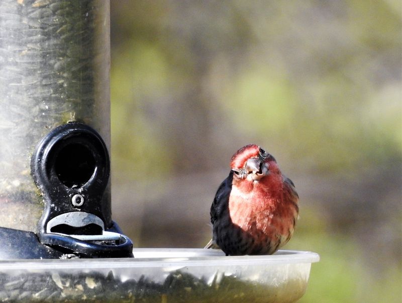 House Finch