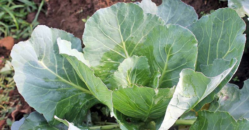 Collard Greens