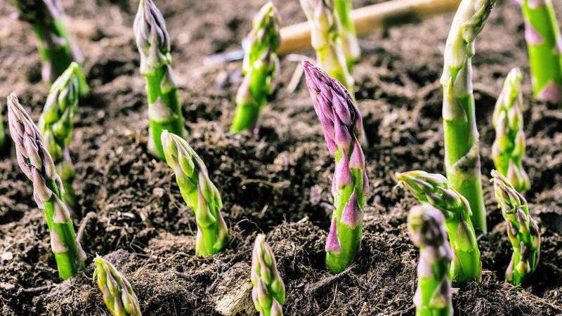 Decide whether the delayed payoff fits your garden