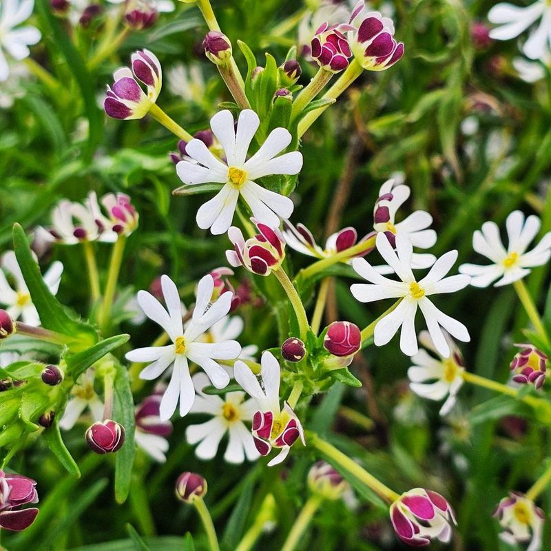 Night Phlox (Zaluzianskya capensis)