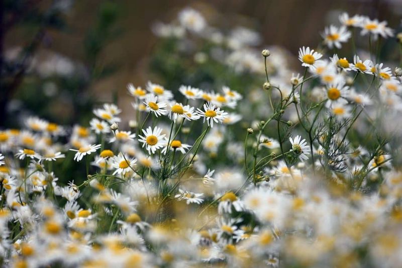 Chamomile and Yarrow