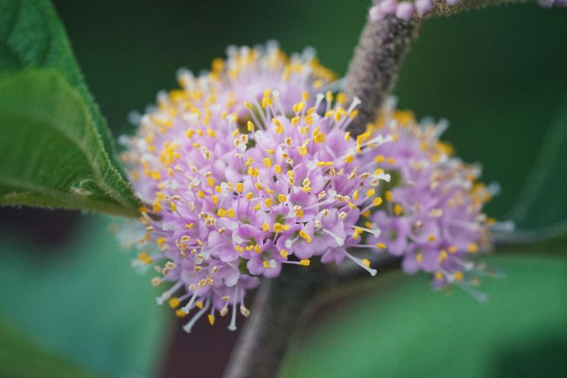 Attracts Pollinators in Spring and Summer