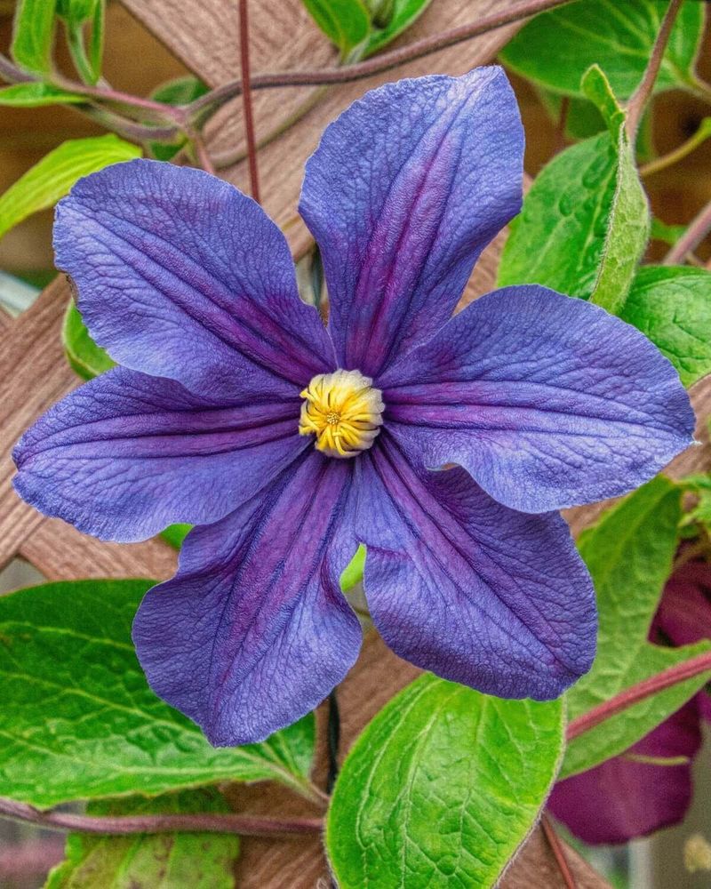 Match the cut to the plant, not a promise of maximum blooms