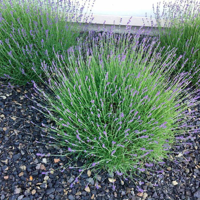 Plant Lavender, Mint, and Mums Near Entryways