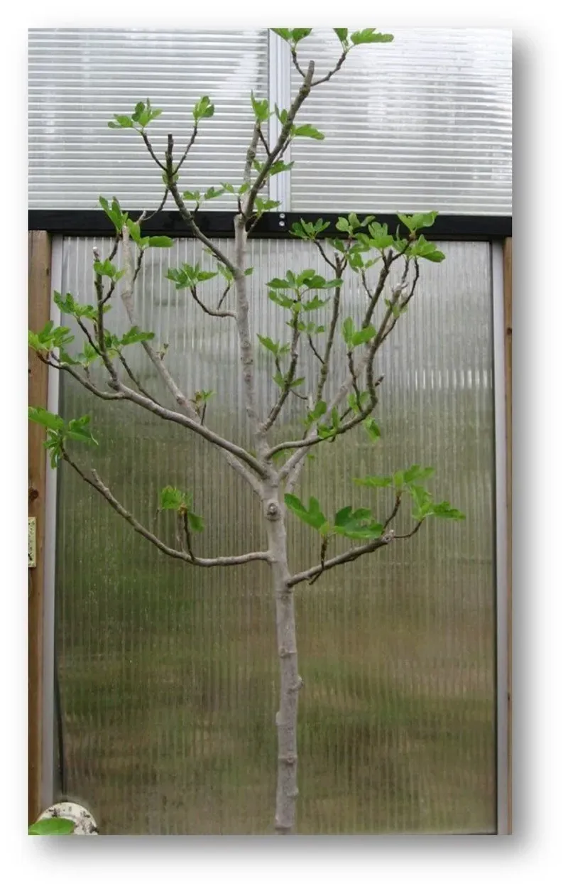 Pruning Gone Wrong