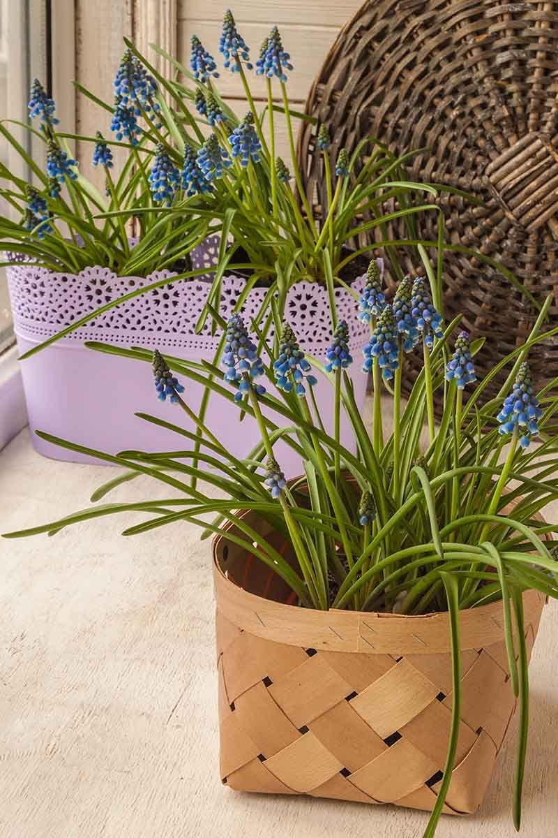 Grape Hyacinth