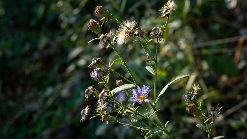 Asters