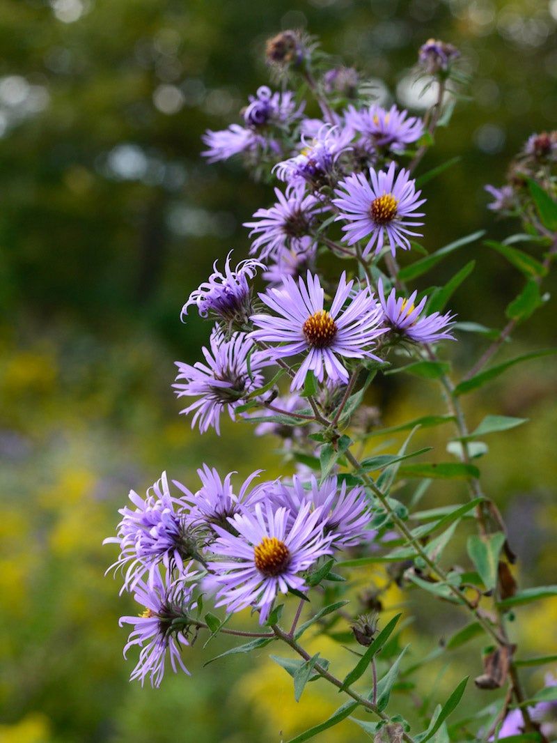 Native Asters