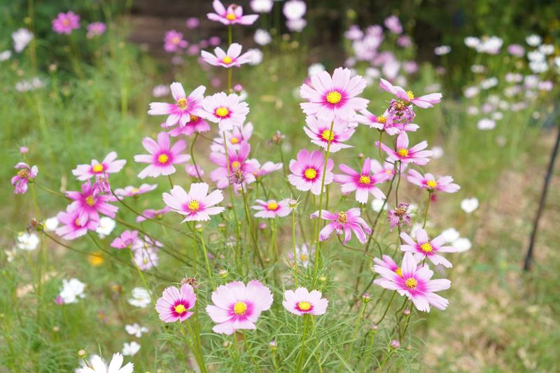 Spring volunteers still need a gardener